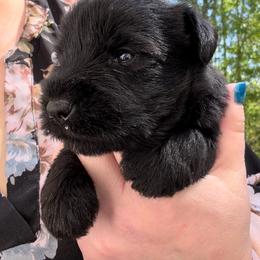 Archie - Black male Miniature Schnauzer puppy in Hull, Georgia from Ardent Miniature Schnauzers of Athens