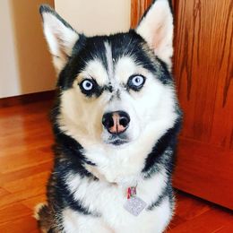 Pomskies from Mad for Pomskies