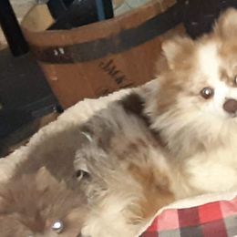 French Bulldogs and Pomeranians from Diamond Deluxx Frenchies