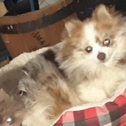 French Bulldogs and Pomeranians from Diamond Deluxx Frenchies