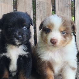 Miniature Australian Shepherds and Siberian Huskies from MightyTiny Kennel