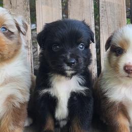 Miniature Australian Shepherds and Siberian Huskies from MightyTiny Kennel