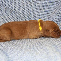 Melody - Dark golden female Golden Retriever puppy in New Weston, Ohio from Bertke AKC Golden Retrievers and Bernese Mountain Dogs