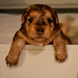 Lakeland Terrier Puppies from Well-Red Lakeland Terriers