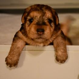 Lakeland Terrier Puppies from Well-Red Lakeland Terriers