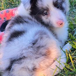 Milo - Blue merle and white male Shetland Sheepdog puppy in Luray, Missouri from Krayola Shelties