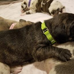 Great Dane Puppies from Broken Arrow Danes