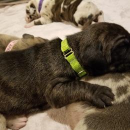 Great Dane Puppies from Broken Arrow Danes