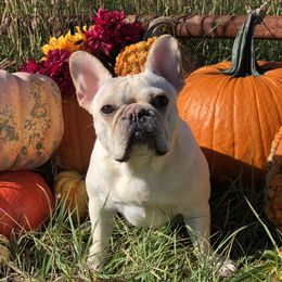 Simone - French Bulldog