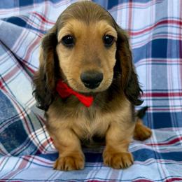 Boggle - Red male Dachshund puppy in Michigan from Hidden Haven Dachshunds