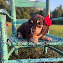 Marley - Chocolate and cream female Dachshund puppy in New Albany, Mississippi from Double A. Doxies