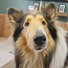 Collie Puppies from Lakeside Collies