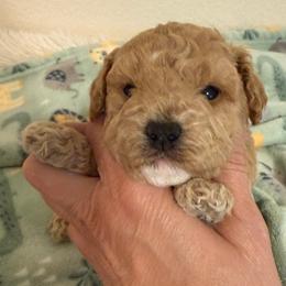 Devon - Apricot male Poodle puppy in Azle, Texas from Texas Kissed K9s