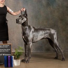 Great Danes from Good dog breeder