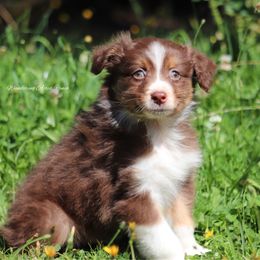 RTM7 - Red tri-color male Australian Shepherd puppy in Chehalis, Washington from Wandering Acres Ranch