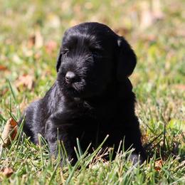 Girl 1 - Black female Giant Schnauzer puppy in Mount Sterling, Ohio from Northern Lights Working Dogs