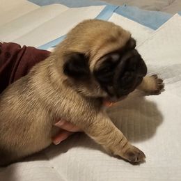 Chloe-Yellow Collar - Fawn female Pug puppy in New Braunfels, Texas from Kex Pug Haus