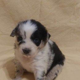Truffles - Blue merle Australian Shepherd puppy in Sanger, California from A&M Australian Shepherds