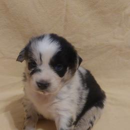 Truffles - Blue merle Australian Shepherd puppy in Sanger, California from A&M Australian Shepherds