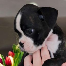 Nora - Brindle Boxer puppy in Lafayette, Tennessee from Silver Rain
