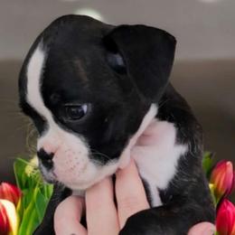 Nora - Brindle Boxer puppy in Lafayette, Tennessee from Silver Rain