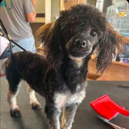 Radley - Sable male Poodle puppy in Vinemont, Alabama from RottenDog's Poodles