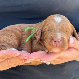 Camo - Caramel male Australian Labradoodle puppy in Morgan Hill, California from Loving Labradoodles
