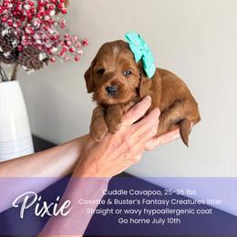 Pixie - Red female Cavapoo puppy in South Jordan, Utah from Wonderful World Doodles