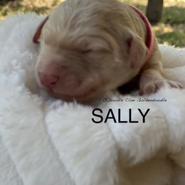 Goldendoodle Puppies from O’Doodle Clan Goldendoodles