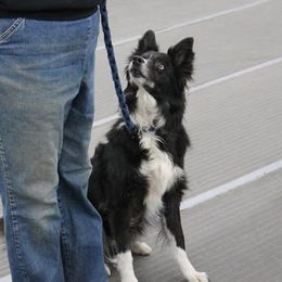 Border Collies and Mudis from Starcrest