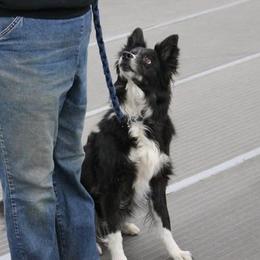 Border Collies and Mudis from Starcrest