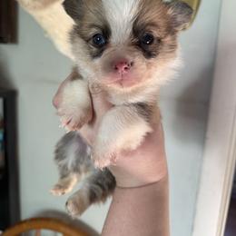 Blue eye boy - Red male Pembroke Welsh Corgi puppy in White Sulfur Springs, Montana from Montana Shorties