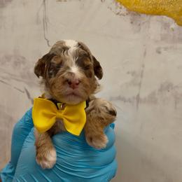 Snickers - Chocolate merle male Bernedoodle puppy in Richmond, Texas from Harper’s Heartbeats