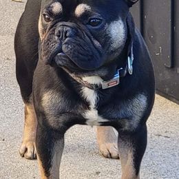 French Bulldogs from Smitten Mitten Frenchies