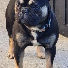 French Bulldogs from Smitten Mitten Frenchies