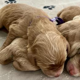 Purple collar - Apricot female Labradoodle puppy in Mechanicville, New York from Deuce's Doodles