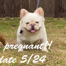 French Bulldog Puppies from Ruff it up frenchies