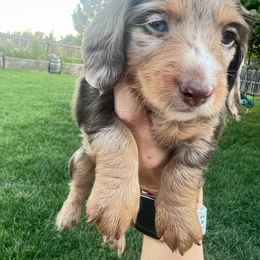 Dachshund Puppies from Mulberry Dachshunds