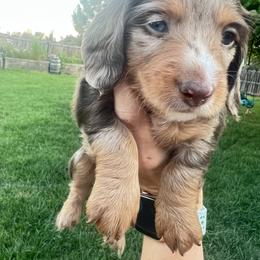 Dachshund Puppies from Mulberry Dachshunds