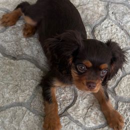 Lindor - Chocolate male Cavalier King Charles Spaniel puppy in Melbourne, Florida from Majestic Cavaliers of Melbourne FL