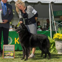 Ziva - Belgian Sheepdog