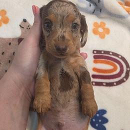 Dapple boy 2 - Dapple male Dachshund puppy in West Plains, Missouri from Spring Creek Dachshunds