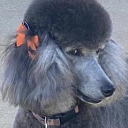 Poodles from Patriot Noble Paws