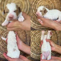 Lamb chop - White female Cavapoo puppy in Yuciapa, California from AlltheDoodlez_