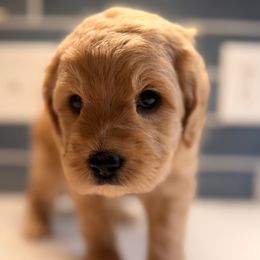 Confetti - Apricot female Goldendoodle puppy in Silverdale, Washington from King Family Doodles