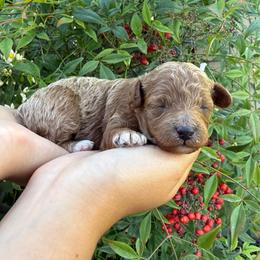 Honey - Apricot female Assorted Doodle Crosses puppy in Yuba City, California from Lucky Day Doodles