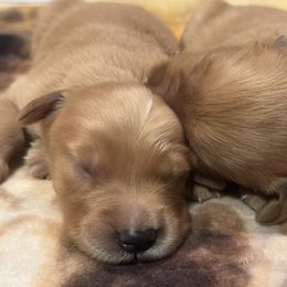 Girl 5 - Dark golden female Golden Retriever puppy in Albemarle, North Carolina from Companion Goldens of the Carolinas