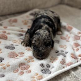Noela - Merle female Bernedoodle puppy in Constableville, New York from Zehr’s Labradoodles & Bernedoodles