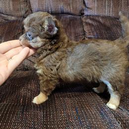 Chihuahua Puppies from B&D Chihuahuas