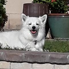 American Eskimo Dogs from Colleen’s Eskimos
